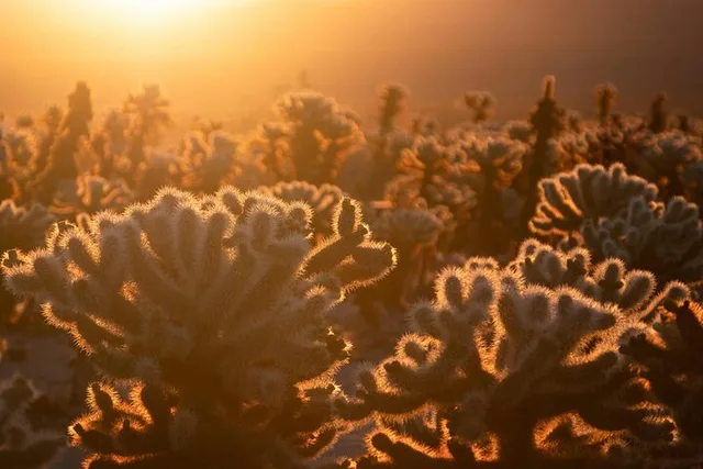 Joshua Tree Sunrise Private Tour & Hike - Image 3