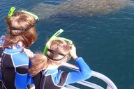 Crystal River Manatee Swim Tour thumbnail 6