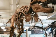 New York American Museum of Natural History Ticket thumbnail 1