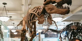 New York American Museum of Natural History Ticket