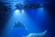 Kailua-Kona Manta Ray Night Snorkel Tour thumbnail 6