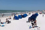 Orlando Clearwater Beach Dolphin Cruise Day Trip thumbnail 4