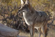 Tucson Sonoran Desert Tour with Museum Ticket thumbnail 5