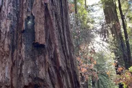 San Francisco Ecotour With Meteorologist 2.5 hr thumbnail 5