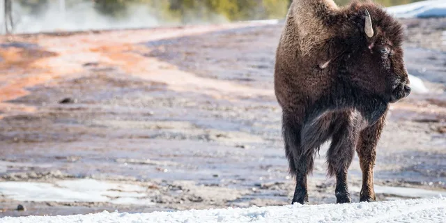 Jackson Yellowstone Snowcoach Tour to Old Faithful - Image 2