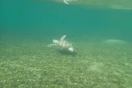 Kings Bay Scallop Tour thumbnail 5