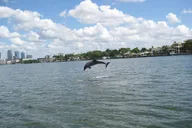 Tampa Dolphin Sightseeing Cruise 1.5 hr thumbnail 6