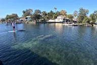 Crystal River Manatee Watching Cruise 1.5 hr thumbnail 2