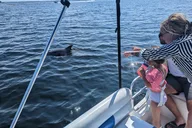 Panama City Dolphin Tour with Marine Biologist 3 hr thumbnail 3