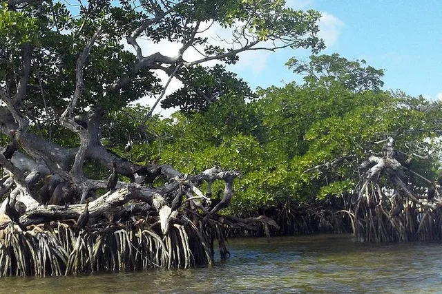 Key Largo Mangrove Eco-Tour 90 Min - Image 5