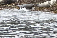 Sitka Wildlife Boat Tour thumbnail 6