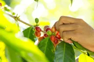 Captain Cook Coffee Cupping Workshop thumbnail 6