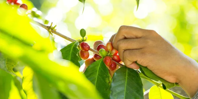 Captain Cook Coffee Cupping Workshop - Image 6