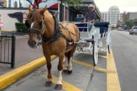 Galveston Carriage Tour thumbnail 2
