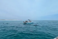Panama City Dolphin Sightseeing Adventure thumbnail 5