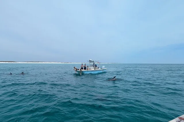 Panama City Dolphin Sightseeing Adventure - Image 5