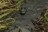 Miami Everglades Airboat Ride and Nature Walk thumbnail 4