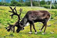 Anchorage Aerial Tram and Wildlife Tour thumbnail 5