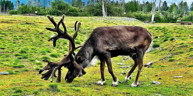 Anchorage Aerial Tram and Wildlife Tour - Image 5