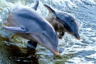 Marco Island Sightseeing & Dolphin Tour thumbnail 4
