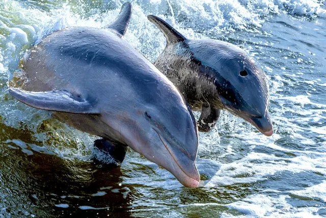 Marco Island Sightseeing & Dolphin Tour - Image 4