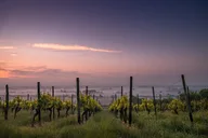 Niagara Falls Winery Tour from Niagara Falls, NY thumbnail 1
