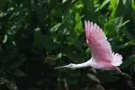 Fort Myers Everglades Day Safari thumbnail 5
