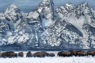 Jackson Grand Teton and National Elk Refuge Winter Day Trip thumbnail 4