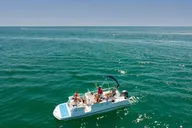 Panama City Beach Dolphin Tour Guided by Marine Biologist 2 hr thumbnail 6