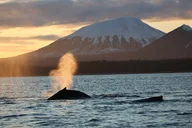 Sitka Whale Watching and Sea Otter Quest thumbnail 4