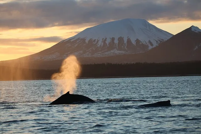 Sitka Whale Watching and Sea Otter Quest - Image 4