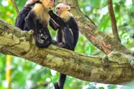 New York Central Park Zoo Tour with Private Transfers thumbnail 6