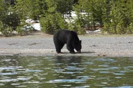 Yellowstone Kayak Tour at West Thumb Geyser Basin thumbnail 6