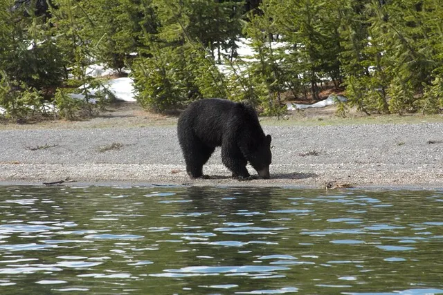 Yellowstone Kayak Tour at West Thumb Geyser Basin - Image 6