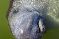 Marco Island Dolphin, Birding, and Shelling Tour 2 hr thumbnail 5