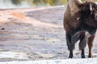 Jackson Yellowstone Snow Tour to Old Faithful thumbnail 4