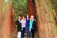San Francisco Alcatraz and Muir Woods Private Tour thumbnail 6