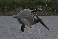 Goodland Dolphin, Birding, and Shelling Tour 2 hr thumbnail 5