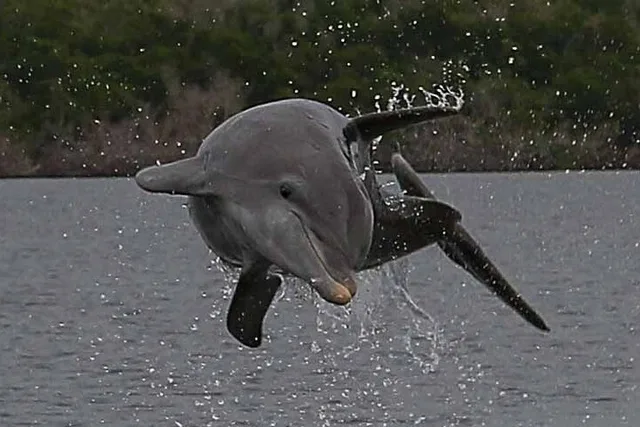 Goodland Dolphin, Birding, and Shelling Tour 2 hr - Image 5