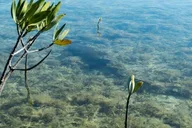Key West Clear Kayak Eco-Tour thumbnail 6