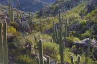 Sonoran Desert Exploration thumbnail 5