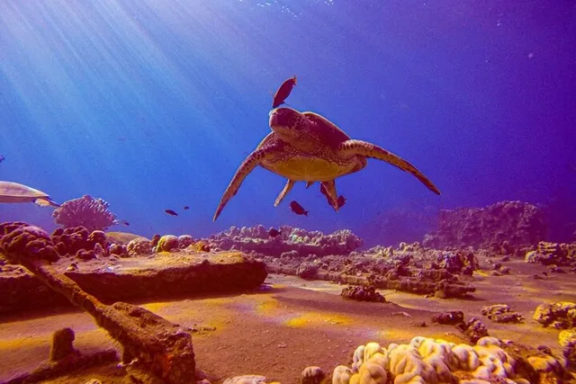Maui Shore Dive - Image 2