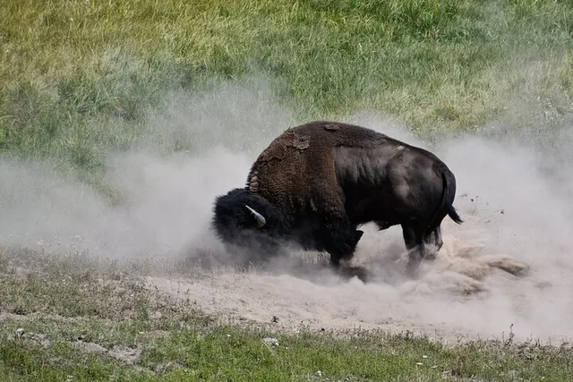 Yellowstone National Park Private Guided Tour - Image 2
