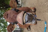 Blossom Peak Farm Tour thumbnail 5