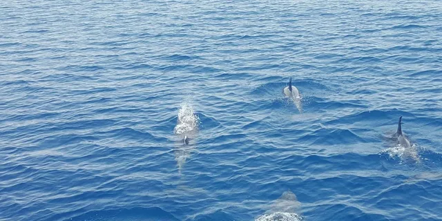 Key West Dolphin Catamaran Sail - Image 3