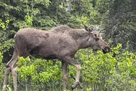Anchorage Valley and Forest Hike with Naturalist Guide thumbnail 4