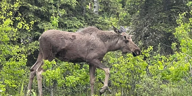 Anchorage Valley and Forest Hike with Naturalist Guide - Image 4