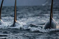 Hoonah Whale Watching Tour thumbnail 2