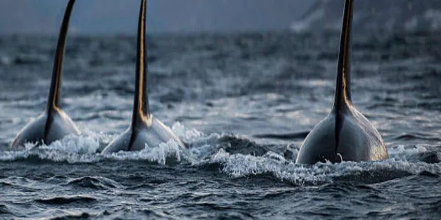Hoonah Whale Watching Tour - Image 2