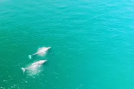 Dana Point Whale and Dolphin Watching Tour thumbnail 1